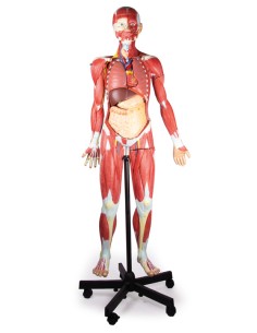 Modèle anatomique humain avec muscles, à 2/3 de la taille... 2