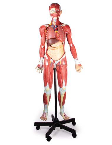 Figura humana con músculos, a 2/3 del tamaño...