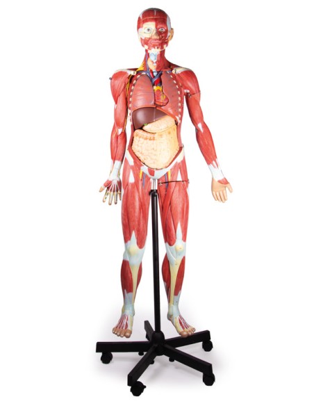 Human figure with muscles, 2/3 life-size, in 32 parts, Erler Zimmer B190