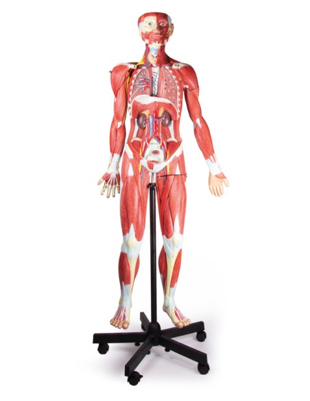 Human figure with muscles, 2/3 life-size, in 32 parts, Erler Zimmer B190