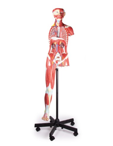 Figura humana con músculos, a 2/3 del tamaño...