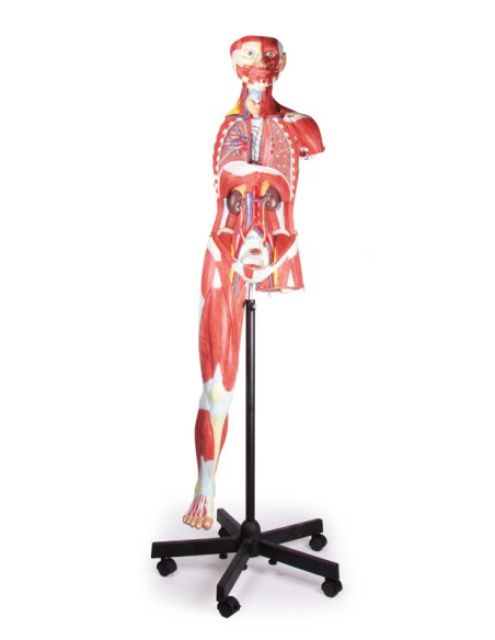 Human figure with muscles, 2/3 life-size, in 32 parts, Erler Zimmer B190