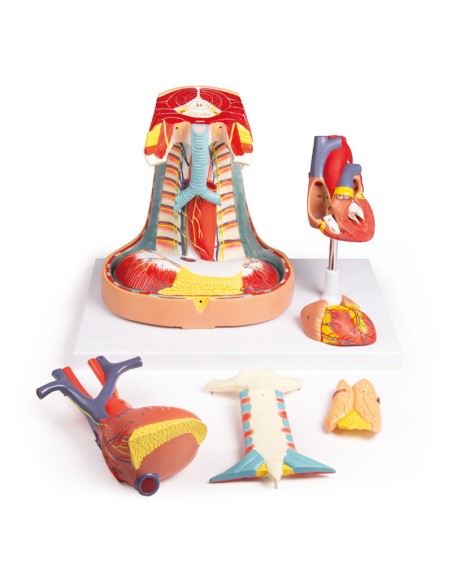 Anatomisches Modell des Mediastinums in Originalgröße von Erler Zimmer EZ-V103