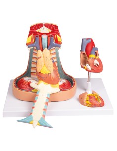 Modello anatomico del mediastino a grandezza naturale... 2