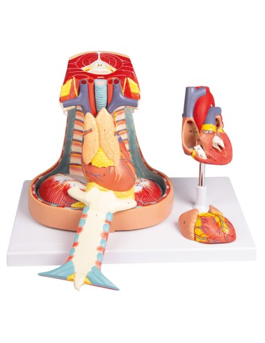 Anatomisches Modell des Mediastinums in...