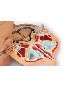 Modello anatomico della testa in 12 sezioni Erler Zimmer...