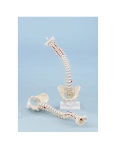 Erler Zimmer, Flexible sturdy spine with removable pelvis...