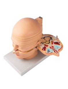 Erler Zimmer EZ-V109 12-Section Anatomical Head Model 2