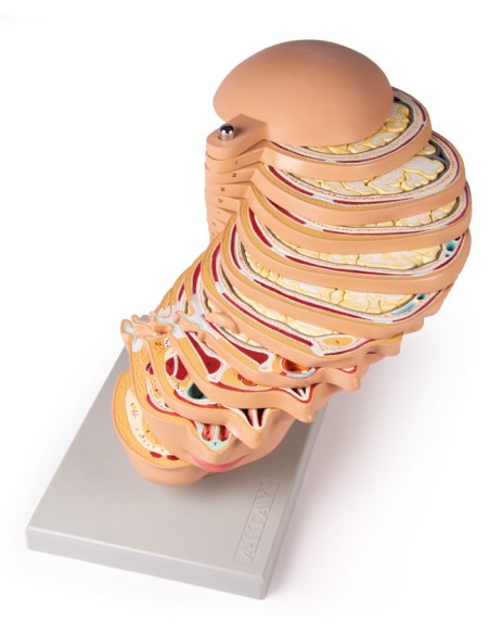 Modello anatomico della testa in 12 sezioni Erler Zimmer EZ-V109