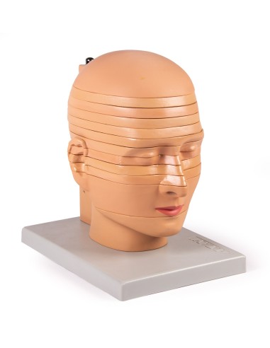 Modello anatomico della testa in 12 sezioni...
