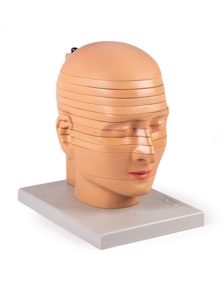 Erler Zimmer EZ-V109 12-Section Anatomical Head Model