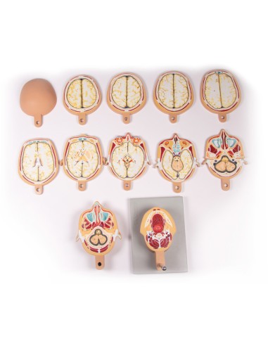 Modello anatomico della testa in 12 sezioni...