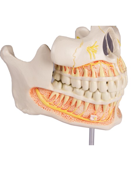 Modello di dentatura adulta Erler Zimmer EZ-V181
