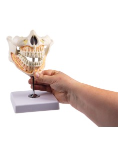 Erler Zimmer EZ-V181 Adult Dentition Model 2