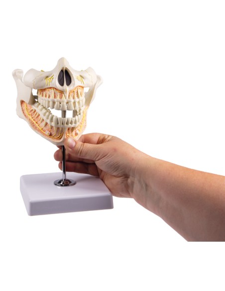 Modello di dentatura adulta Erler Zimmer EZ-V181