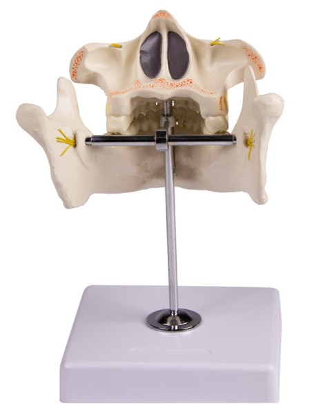 Modelo de dentición adulta Erler Zimmer EZ-V181