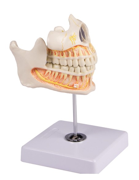 Modelo de dentición adulta Erler Zimmer EZ-V181