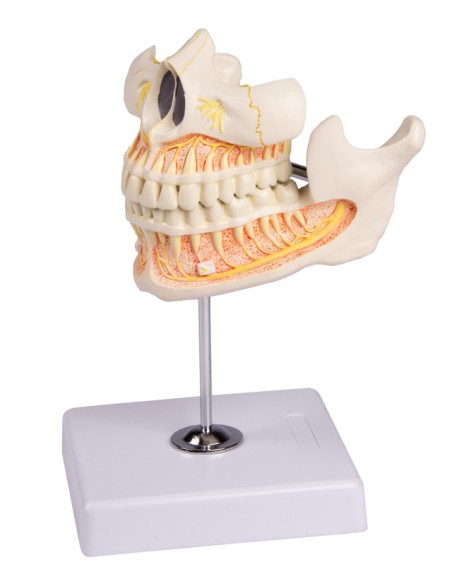 Modello di dentatura adulta Erler Zimmer EZ-V181