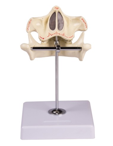 Modello dentatura decidua di bambino di 5 anni...