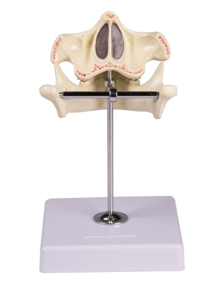 Modello dentatura decidua di bambino di 5 anni Erler Zimmer EZ-V182