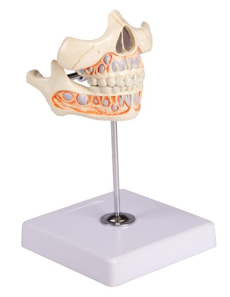 Maqueta de la dentición de leche de un niño de 5 años, Erler Zimmer EZ-V182