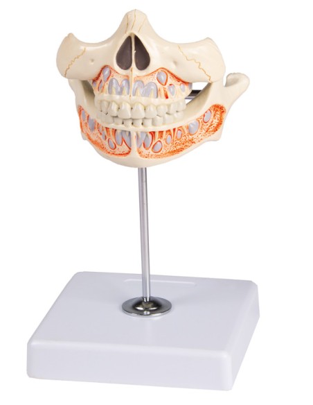 Modèle de dentition de lait d'un enfant de 5 ans Erler Zimmer EZ-V182