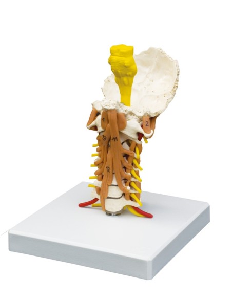 Erler Zimmer, anatomisches Modell der Halswirbelsäule mit Nackenmuskeln auf Sockel 4034
