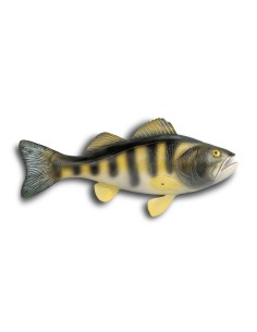 Modèle anatomique de la perche européenne (Perca...