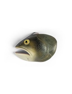 Anatomical Model of the European Perch (Perca... 2