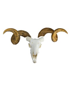 Modello di cranio e corna di ariete Merino (Ovis aries)...