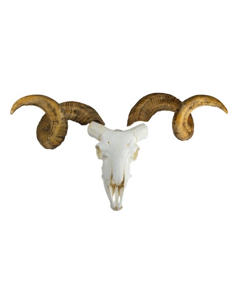 Modello di cranio e corna di ariete Merino (Ovis aries) Erler Zimmer EZ-VET2040
