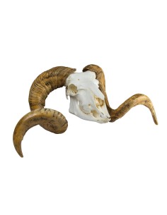 Modello di cranio e corna di ariete Merino (Ovis aries)... 2
