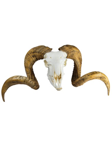 Modello di cranio e corna di ariete Merino...