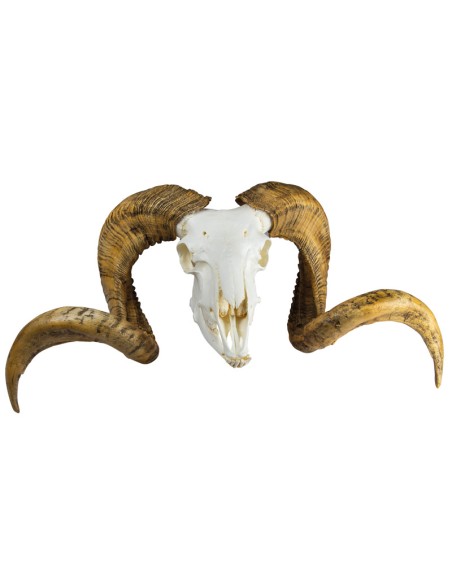 Modello di cranio e corna di ariete Merino (Ovis aries) Erler Zimmer EZ-VET2040