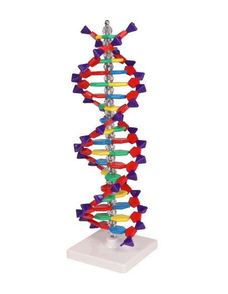 Erler Zimmer C100 Double Helix DNA Model