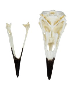 Raven (Corvus corax) Skull Model by Erler Zimmer EZ-VET2055