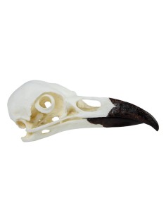 Modello di cranio di corvo imperiale (Corvus corax) Erler... 2