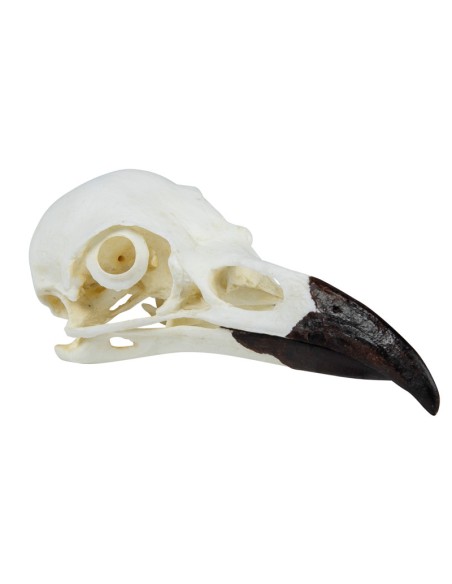 Modello di cranio di corvo imperiale (Corvus corax) Erler Zimmer EZ-VET2055