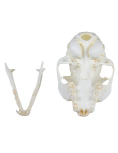 Modello di cranio di corvo imperiale (Corvus corax) Erler...