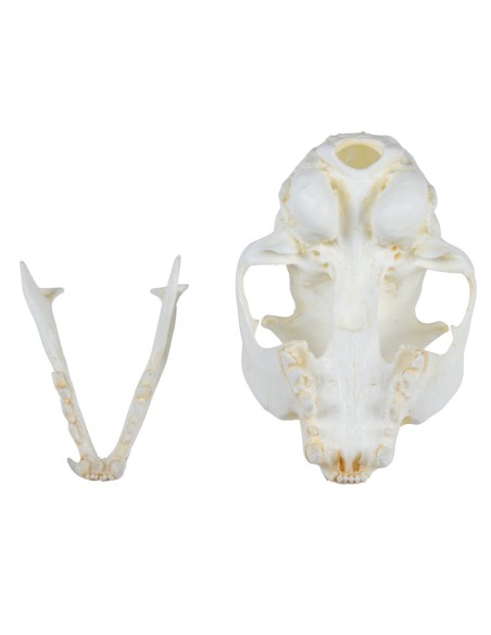 Modello di cranio di corvo imperiale (Corvus corax) Erler Zimmer EZ-VET2055