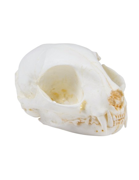 Modello di cranio di corvo imperiale (Corvus corax) Erler Zimmer EZ-VET2055