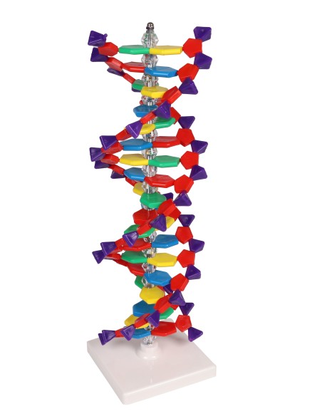 Erler Zimmer C100 Double Helix DNA Model
