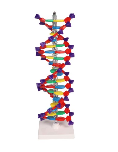 Modello di DNA a doppia elica Erler Zimmer C100