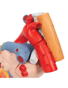 3B scientific, cuore con trachea ed esofago, ingrandito 2...