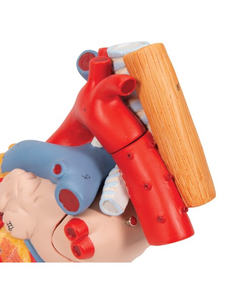 3B scientific, cuore con trachea ed esofago, ingrandito 2 volte, scomponibile in 5 parti G13