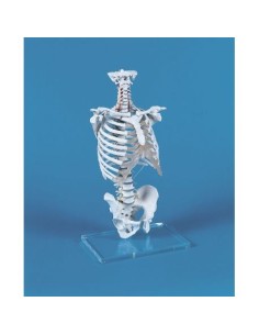 Erler Zimmer model of spine with rib cage 4020