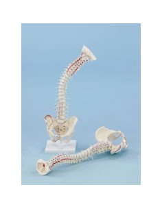 Erler Zimmer, columna vertebral de alta calidad modelo...