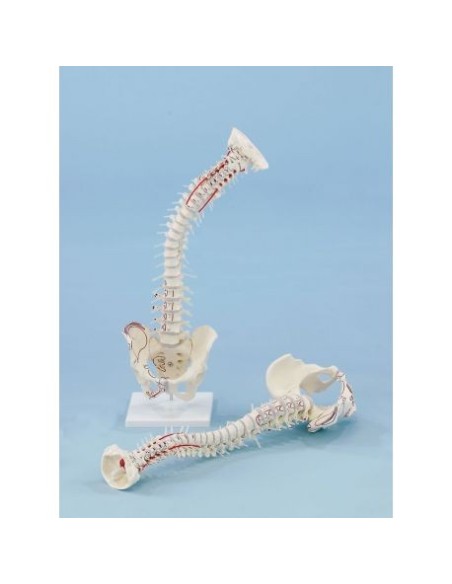 Erler Zimmer, high quality 4011/1 spine model