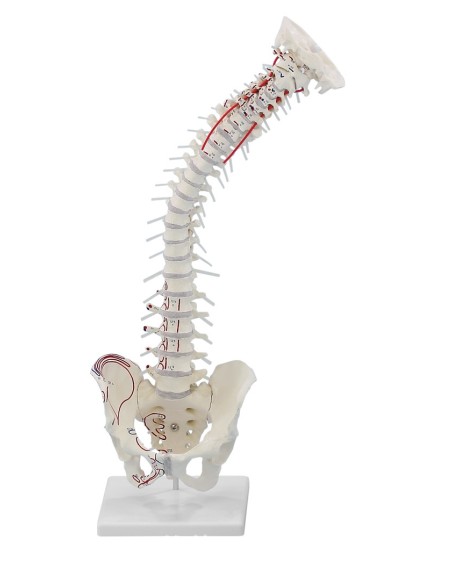 Erler Zimmer, modello di colonna vertebrale di alta qualità 4011/1