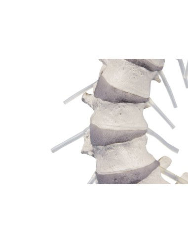 Erler Zimmer, modello di colonna vertebrale di...